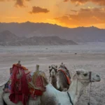 Pushkar Desert Romance – 2N/3D