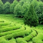Munnar Tea Garden Honeymoon – 3N/4D